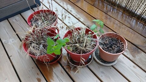 Pots de fleurs Strasbourg (67)
