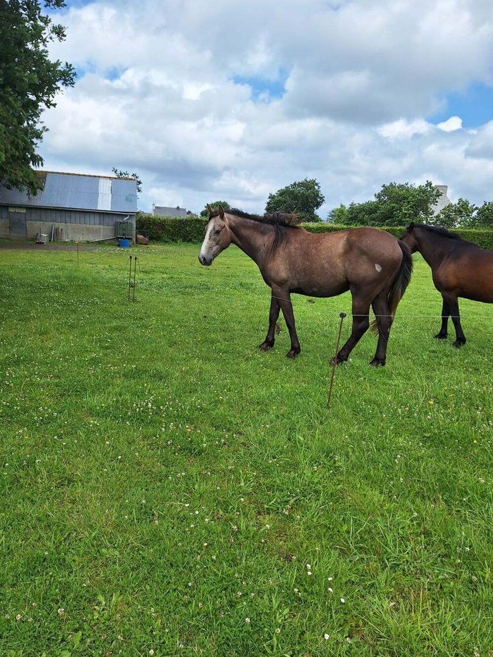   Poulain de 2 ans ONC, 2 parents selle franais  