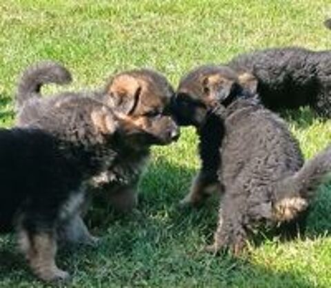   CHIOT BERGER ALLEMAND LOF  