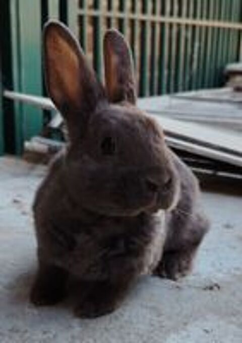   Lapin nain Rex  