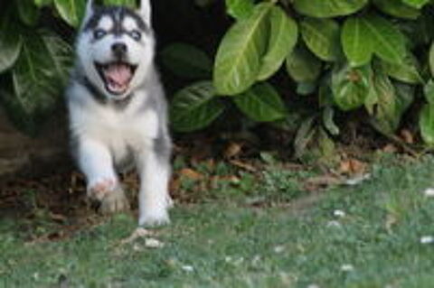   Chiots Husky de Sibérie LOF 