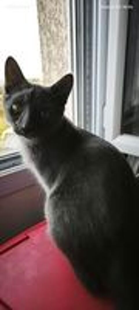  Chat MEWTOO à l adoption 