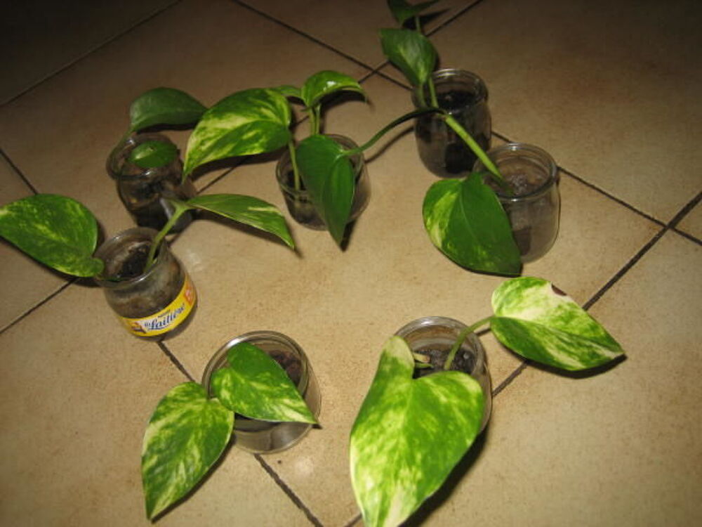 plante pothos d'int&eacute;rieur Jardin