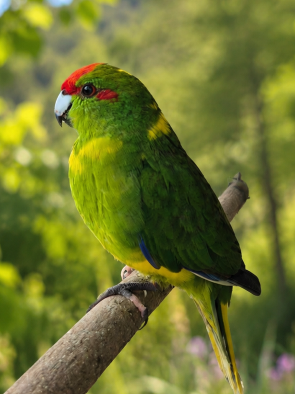   Kakariki perruche, petit perroquet (vert jaune bleu, rouge) 
