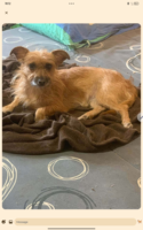   Petite chienne gentille ayant besoin du cour  