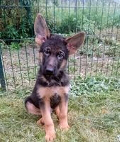   Berger allemand poil court LoF Pure race 