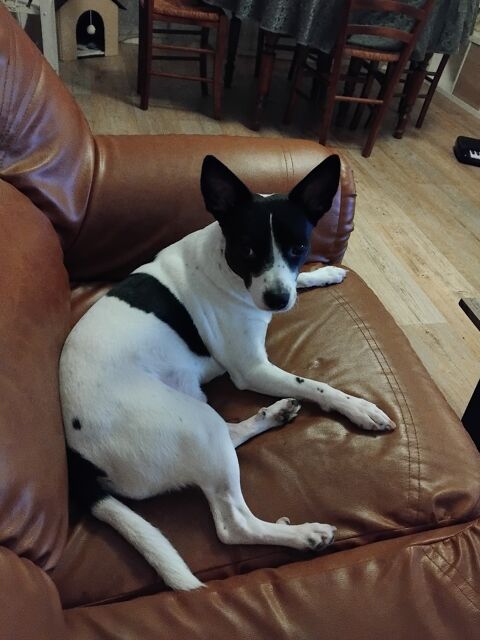 Chien pinscher x chihuahua 0 92700 Colombes