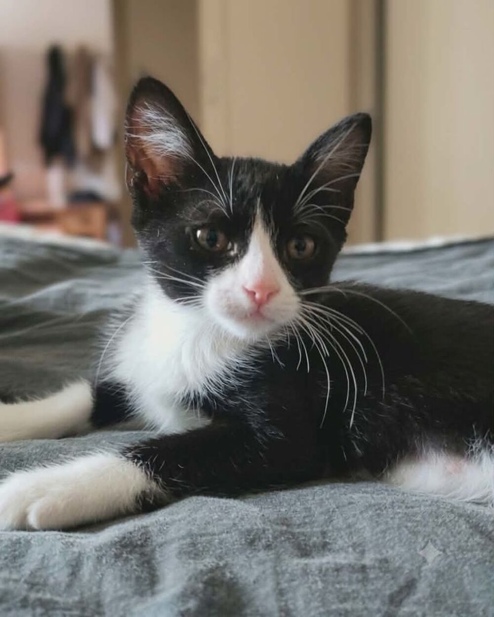   Petit Bou chaton femelle 2 mois cherche famille 