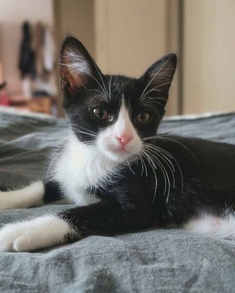 Petit Bou chaton femelle 2 mois cherche famille 140 11000 Carcassonne