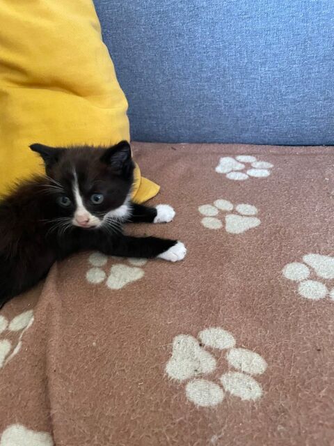 donne chaton 0 44160 Crossac