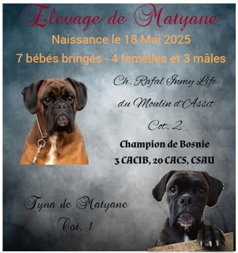 Magnifiques chiots Boxer bringés 1300 87220 Eyjeaux