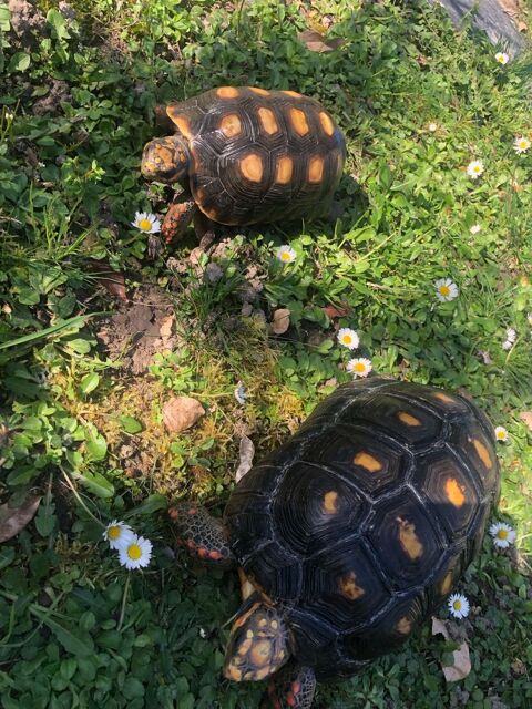 Tortues Charbonni&egrave;res (Chelonoidis Carbonaria) 1000 45430 Ch�cy