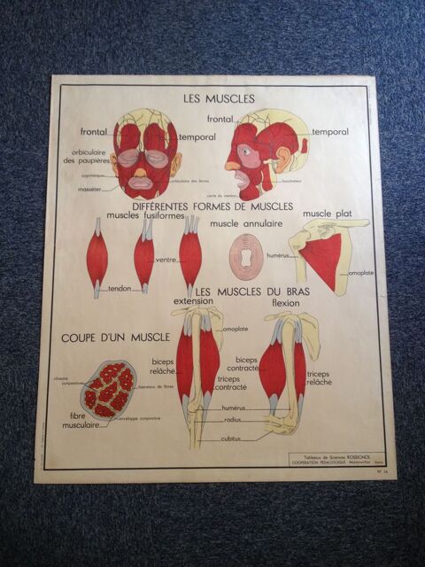 Ancienne carte d'cole Rossignol Cyphose Scoliose Muscles 14 Poitiers (86)
