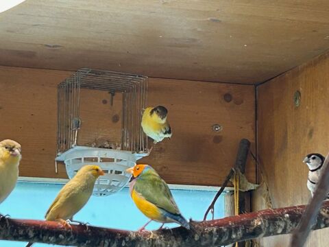 Canaris - Diamant de Gould - Pape de Noum&eacute;a 20 69250 Curis-au-mont-d'or