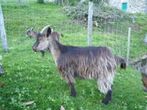   Boucs nains  poil long 