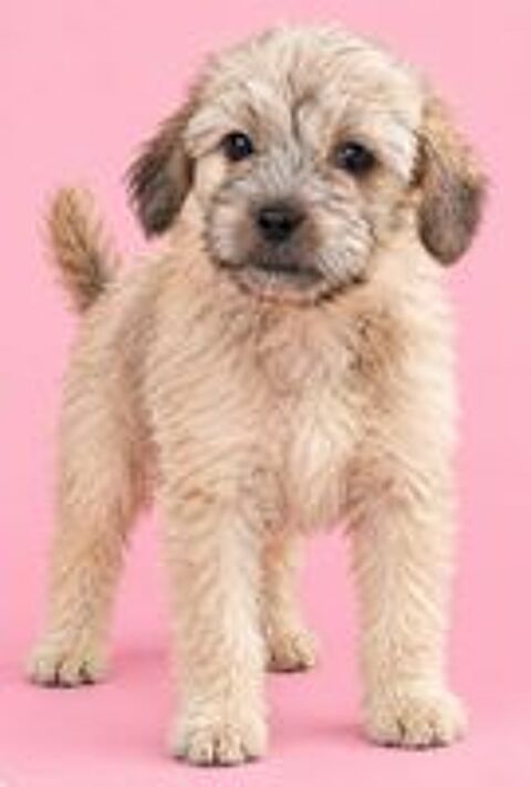   Chiots morkie 