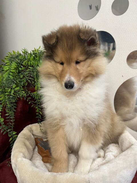 Chiot colley poil long LOF a réservé 950 58350 Nannay