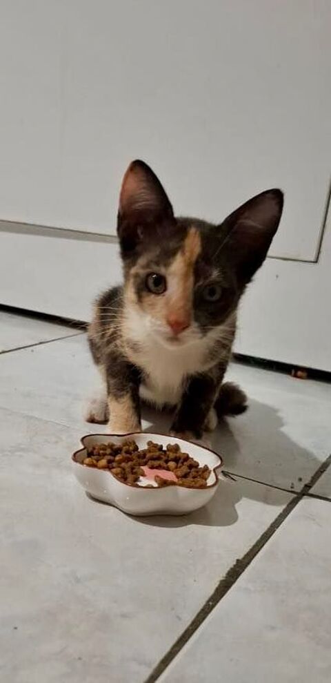 Maddy, femelle croisée européen, née le 05/06/2025 &#128049; 200 78000 Versailles