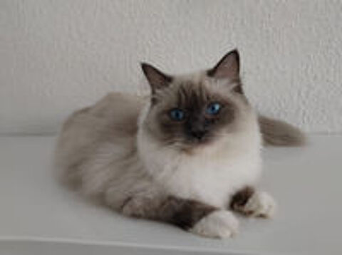   FEMELLE RAGDOLL DE 1 AN ET DEMI 
