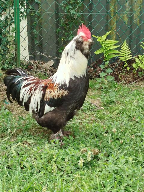 Tr&egrave;s beau COQ REPRODUCTEUR 35 22140 Tonqu�dec