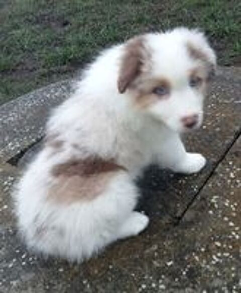   BERGER AUSTRALIEN CHIOT LOF 
