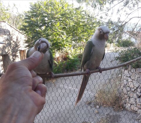 2 m&acirc;les bleu de 2024 
100 66460 Maury