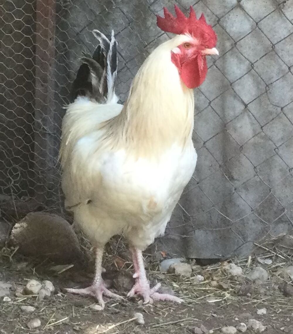   Beau coq de ferme blanc reproducteur 