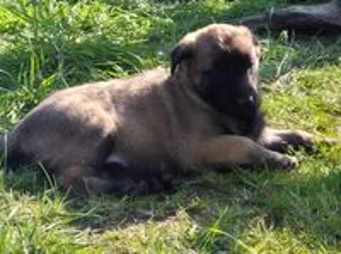   Malinois 