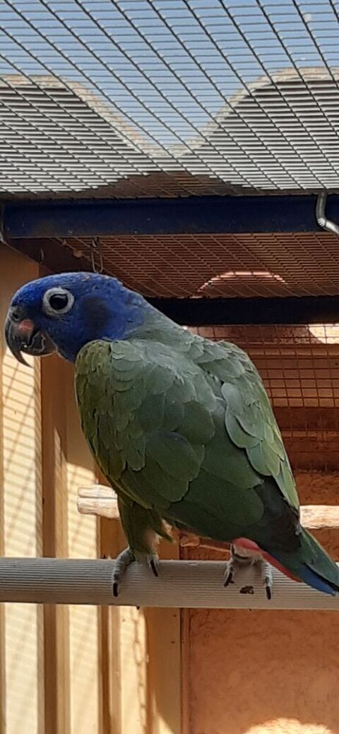 
Pionus Menstruus 450 66350 Toulouges