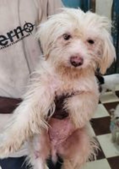   MOLLY FEMELLE NON ST�RILIS�E 5ANS A SAUVER D'�GYPTE ADOPTION SEULEMENT  