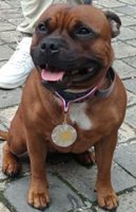   Chiots Staffordshire Bull Terrier staffie rouge masque noir  