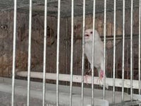   FEMELLE CANARI RAZA SATINE BLANC  