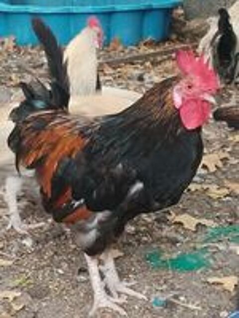   Coq nain  