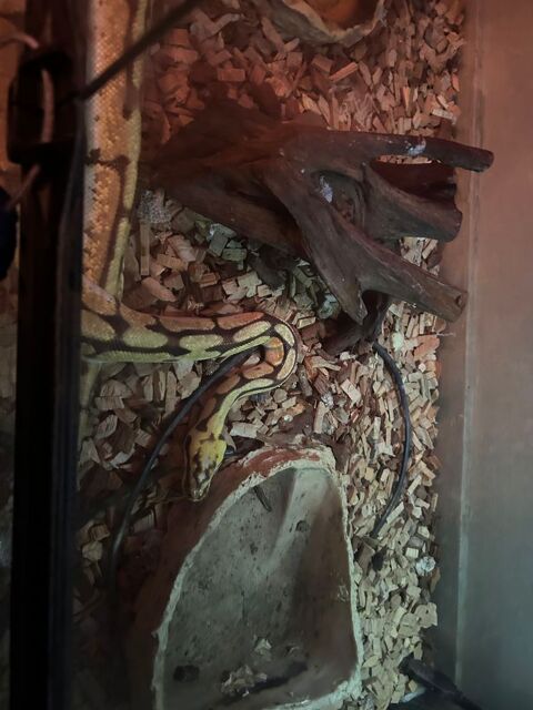 Don de serpent 0 93100 Montreuil