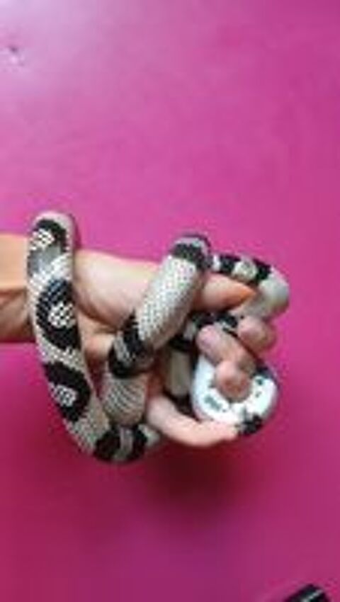   Lampropeltis triangulum hondurensis anery 