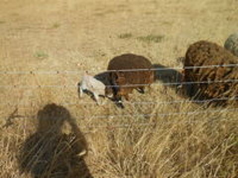   mouton ouessant 