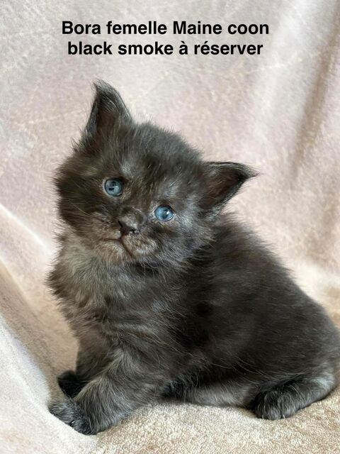 Chatons Maine coon 1450 30800 Saint-gilles