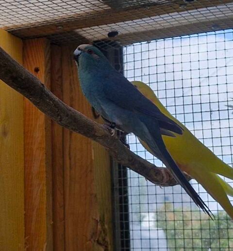 Kakariki 70 44350 Gurande