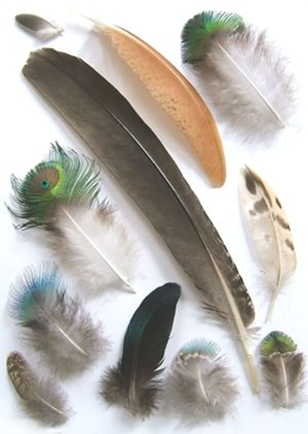 cherche plumes perroquet perruche 