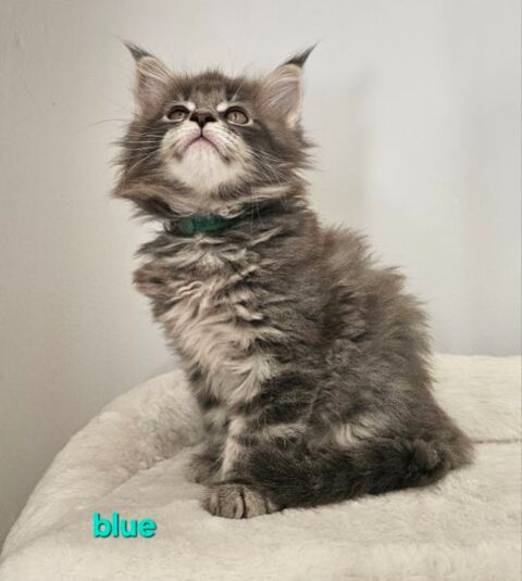 chatons maine coon LOOF 850 54470 Ansauville
