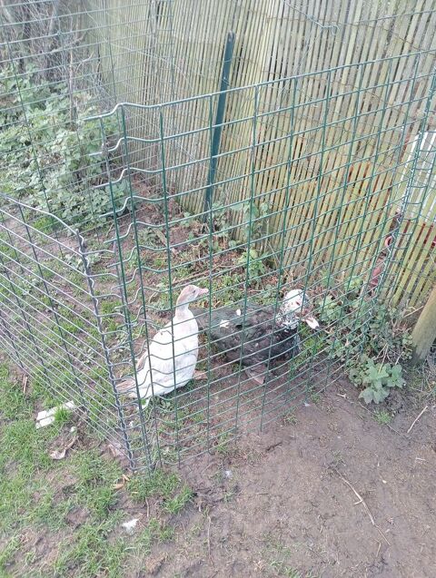 couples de barbarie 60 euro 60 76270 Saint-germain-sur-eaulne