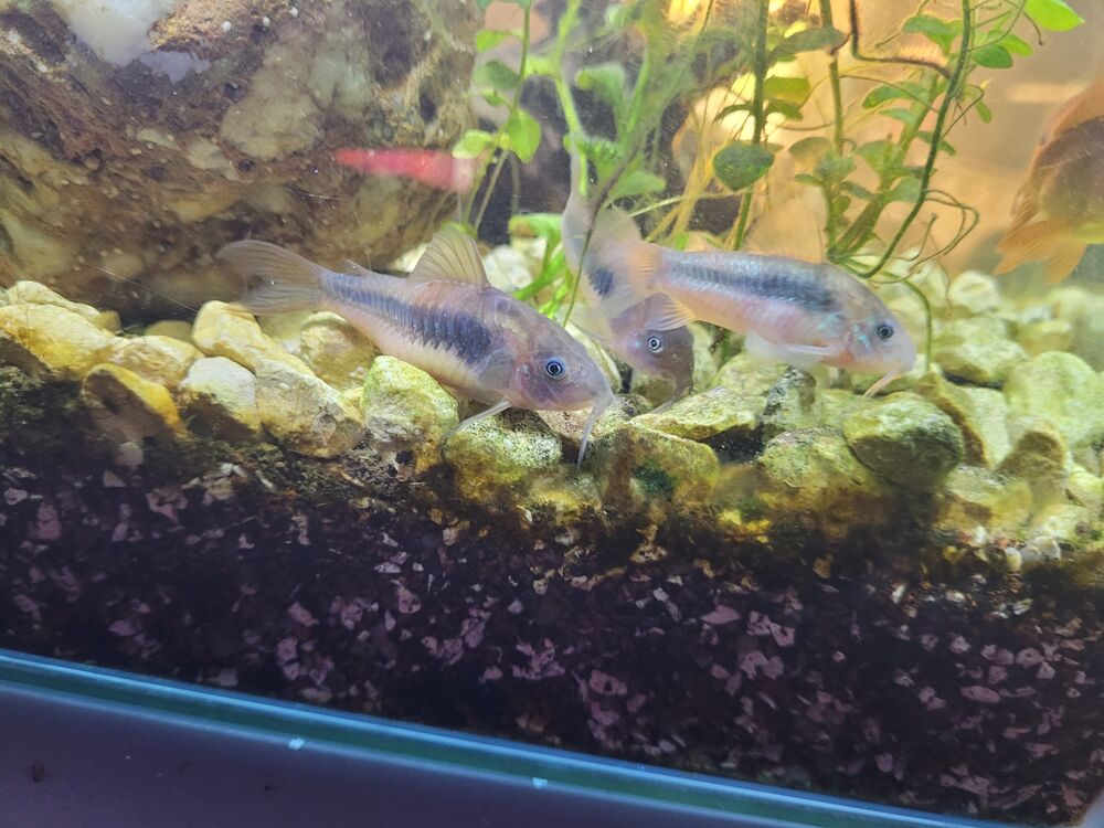   3 Corydoras argentés 