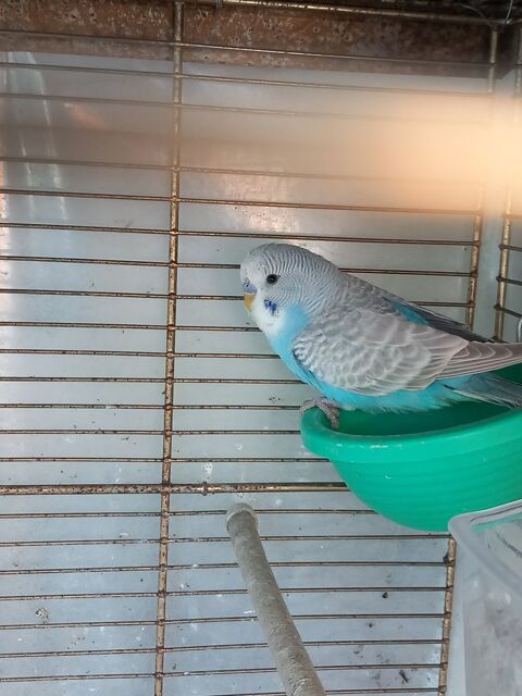 Perruche ondulée 
10 45380 Chaingy