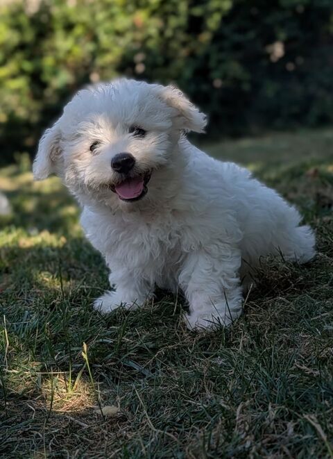 Bichon frise non lof disponible 900 62850 Haut-loquin