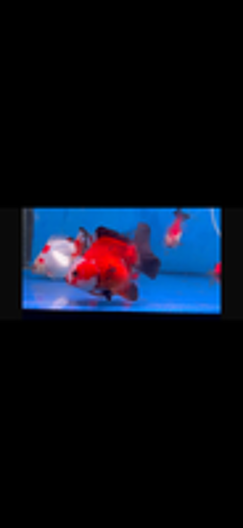   Poisson Oranda, japonais, voile de Chine, tête de lion  