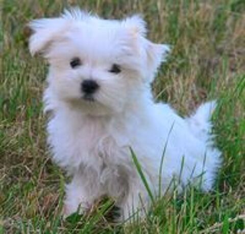  Adorable femelle bichon maltais miniature 