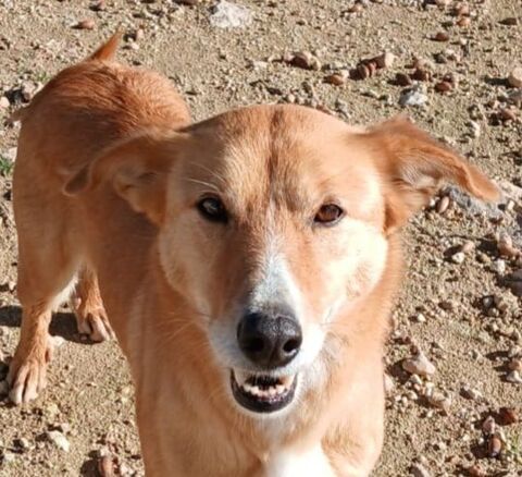 TIGRESA 320 27620 Gasny