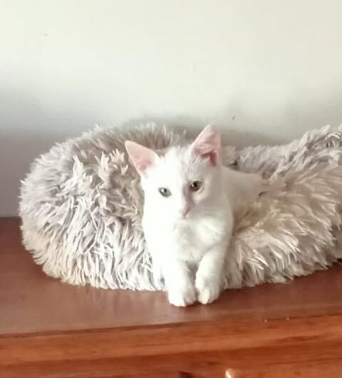 ALMA 200 27140 Gisors