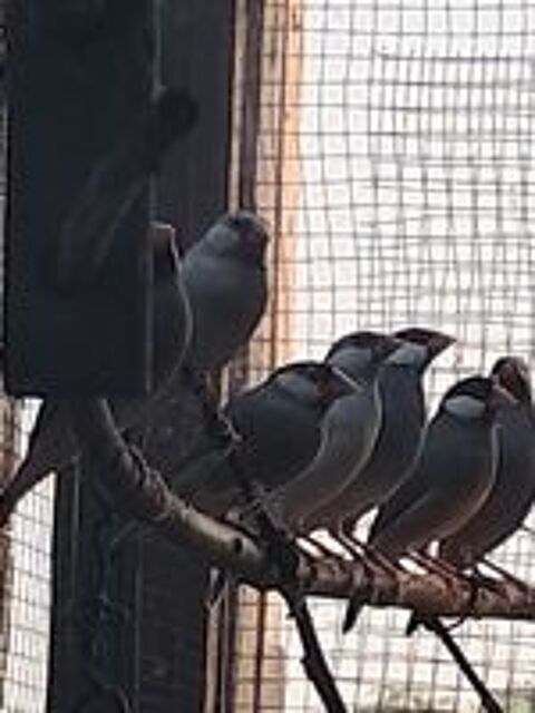   Oiseaux 