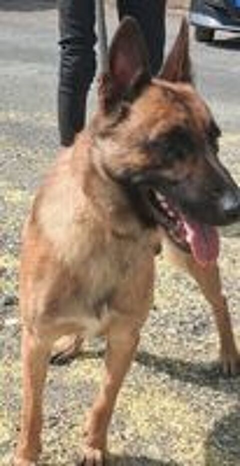   BALTO, chiot type berger allemand, 8 mois  